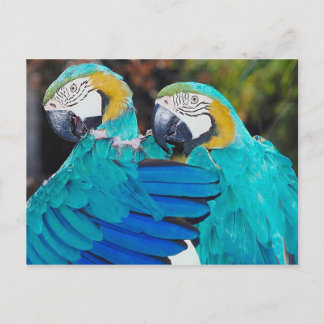 Postal Postcard de Twin Parrott