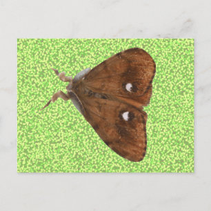 Postal Postcard de Vapourer Moth