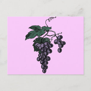 Postal Postcard de vides de uva