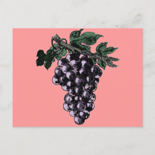 Postal Postcard de vides de uva
