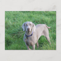 Postcard de Weimaraner Lovers