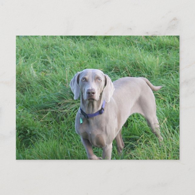 Postal Postcard de Weimaraner Lovers (Anverso)