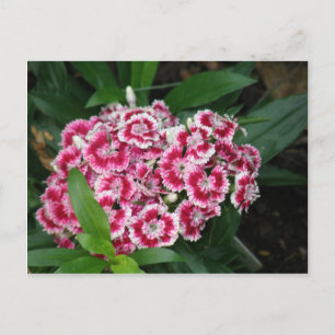 Postal Postcard de William Flowers