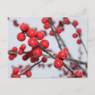 Postal Postcard de Winterberry