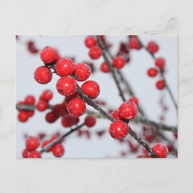 Postal Postcard de Winterberry (Anverso)