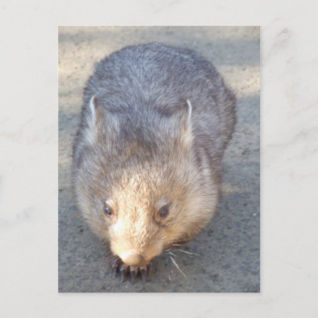 Postal Postcard de Wombat (Anverso)