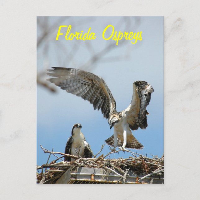 Postal Postcard de Young Florida Ospreys (Anverso)