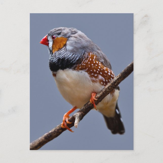 Postal Postcard de Zebra Finch (Anverso)