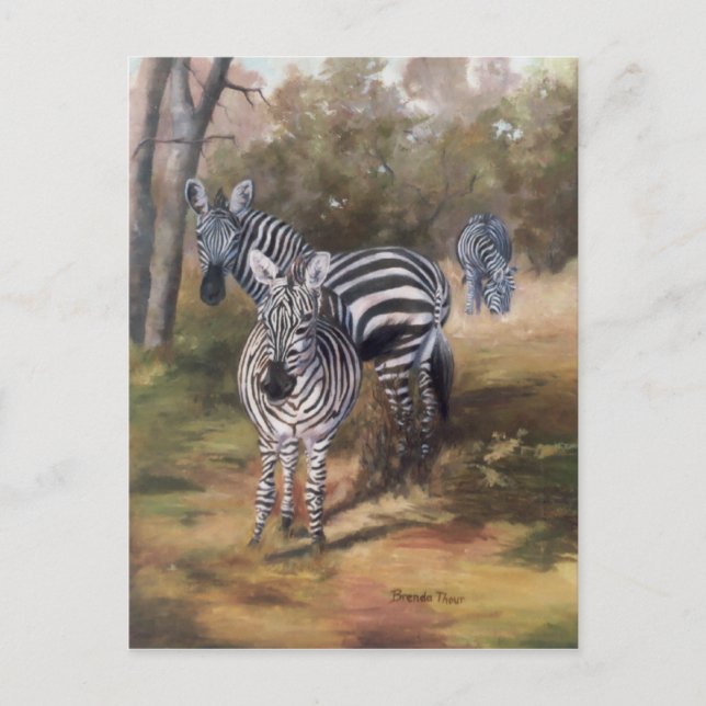 Postal Postcard de Zebras (Anverso)