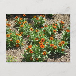 Postal Postcard de Zinnias