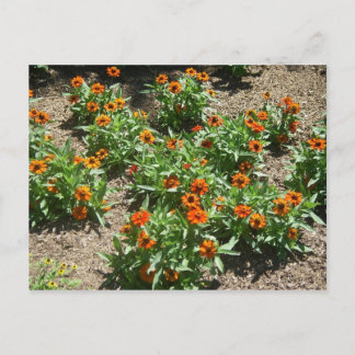 Postal Postcard de Zinnias