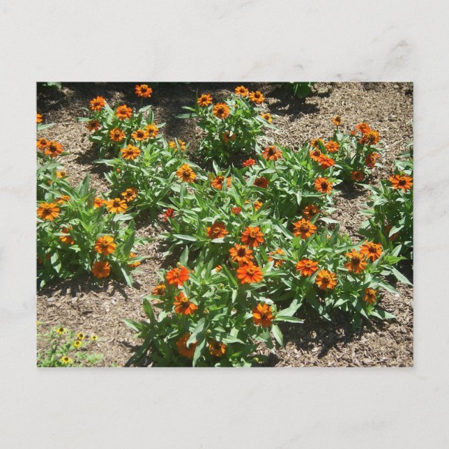 Postal Postcard de Zinnias (Anverso)