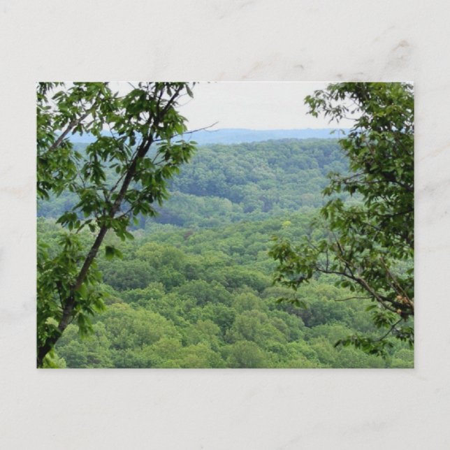 Postal Postcard del bosque Bernheim (Anverso)