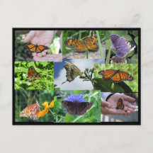 Postcard del Collage de la mariposa