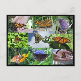 Postal Postcard del Collage de la mariposa