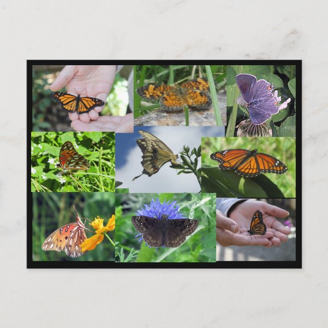 Postal Postcard del Collage de la mariposa (Anverso)