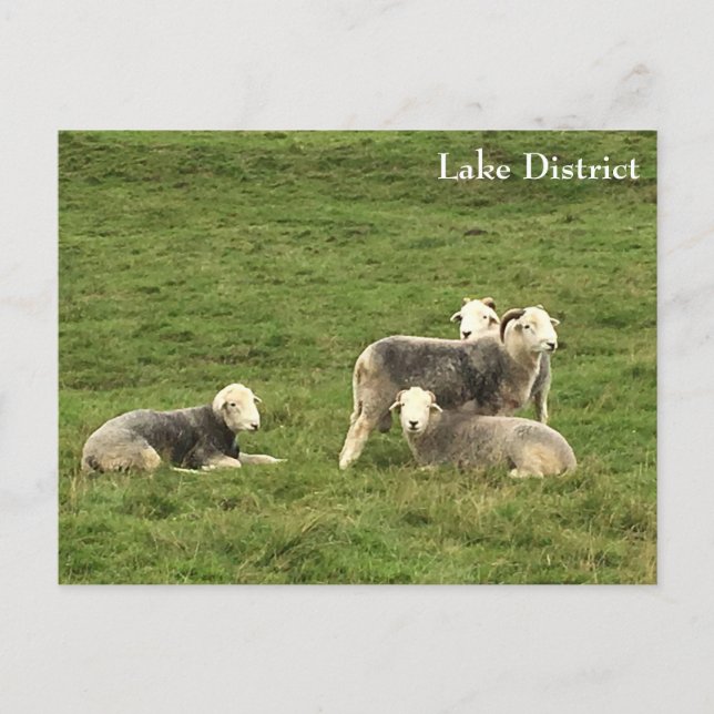 Postal Postcard del distrito de Herdwick Sheep Lake (Anverso)