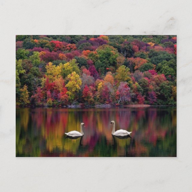 Postal Postcard del lago Swan (Anverso)