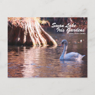 Postal Postcard del lago Swan