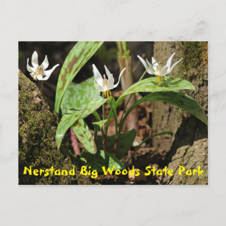 Postal Postcard del Parque Estatal Nerstand Big Woods