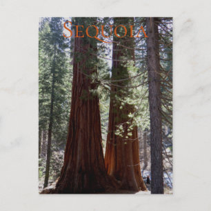 Postal Postcard del Parque Nacional Sequoia