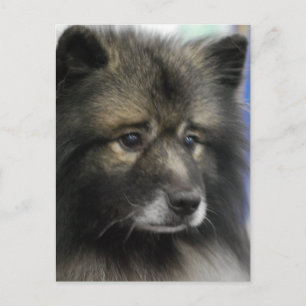Postal Postcard del perro de Keeshond