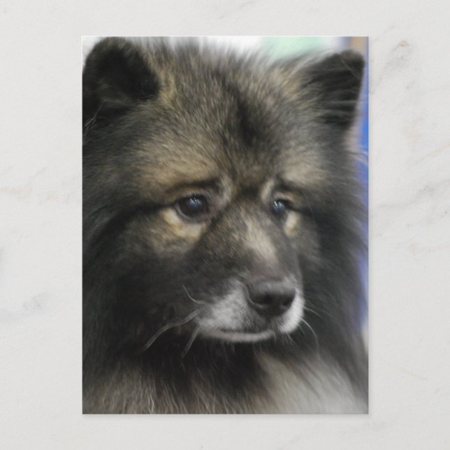 Postal Postcard del perro de Keeshond (Anverso)