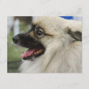Postal Postcard del perro de Keeshond