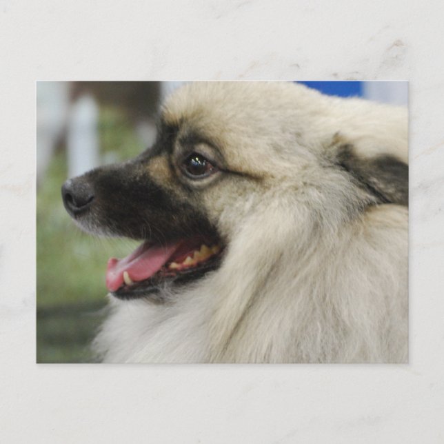 Postal Postcard del perro de Keeshond (Anverso)