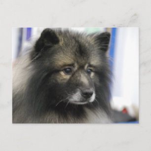 Postal Postcard del perro de Keeshond