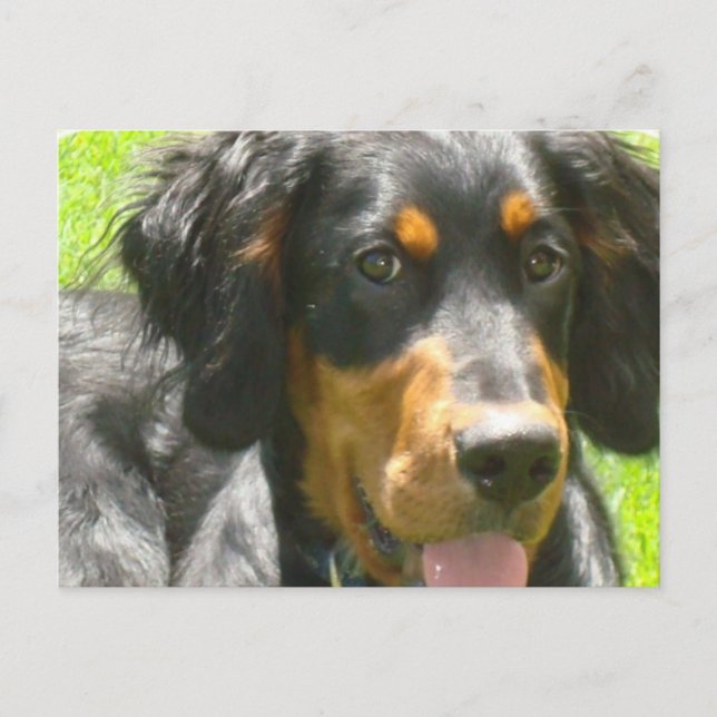 Postal Postcard del perro Gordon Setter (Anverso)