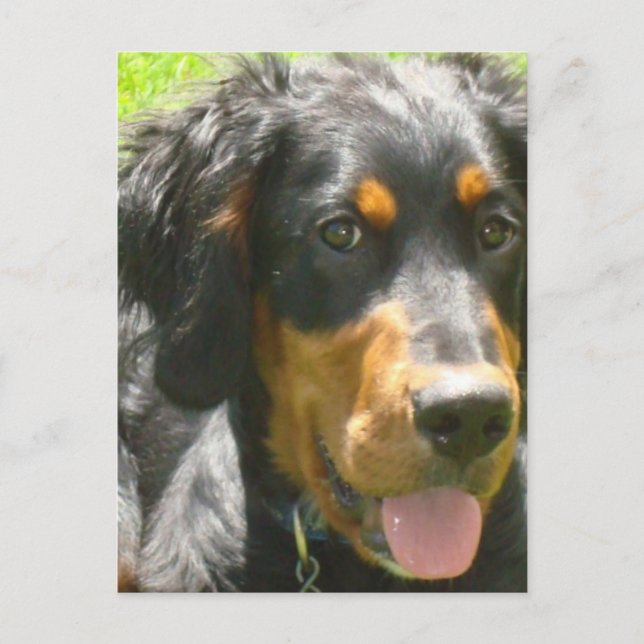 Postal Postcard del perro Gordon Setter (Anverso)