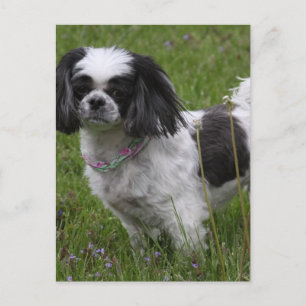 Postal Postcard del rey Charles Spaniel