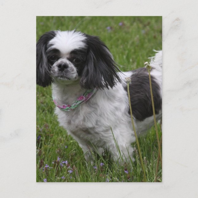 Postal Postcard del rey Charles Spaniel (Anverso)