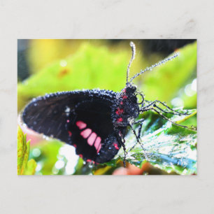 Postal Postcard/Doris Longwing Butfly