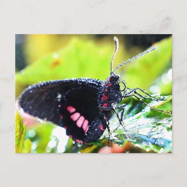 Postal Postcard/Doris Longwing Butfly (Anverso)