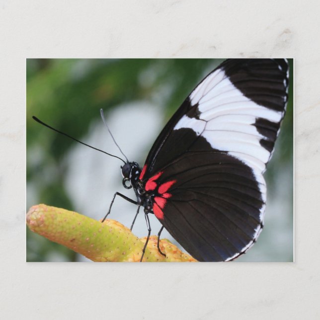 Postal Postcard/Doris Longwing Butfly (Anverso)