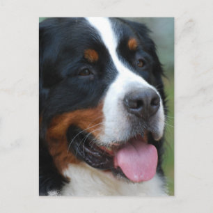 Postal Postcard dulce Bernese