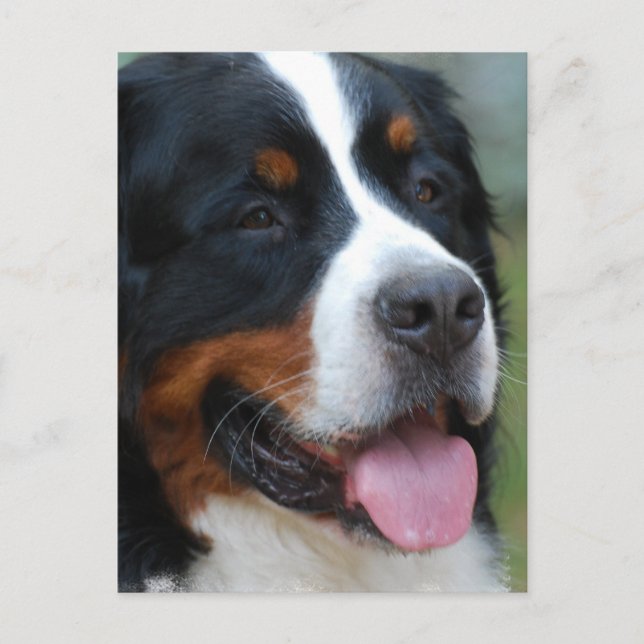 Postal Postcard dulce Bernese (Anverso)