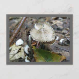 Postal Postcard Duo Frill Mushroom
