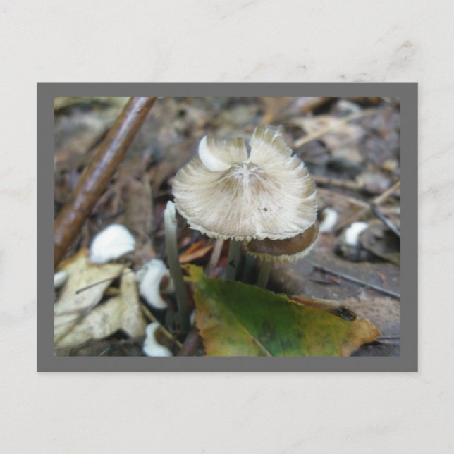 Postal Postcard Duo Frill Mushroom (Anverso)