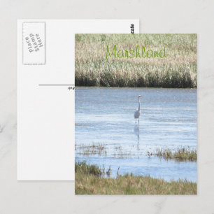 Postal Postcard - Egret de pie orgulloso