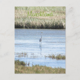 Postal Postcard - Egret de pie orgulloso