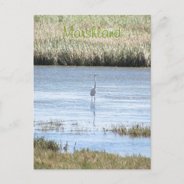 Postal Postcard - Egret de pie orgulloso (Anverso)