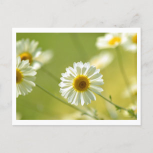 Postal Postcard en verano