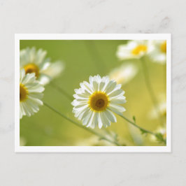 Postal Postcard en verano