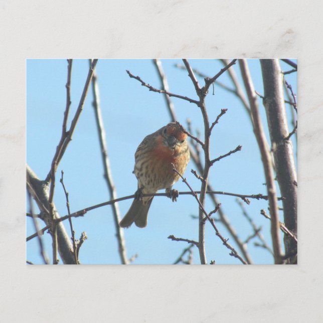Postal Postcard - Esparrow en el árbol (Anverso)