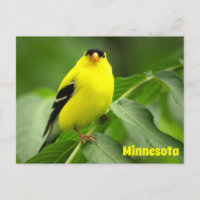 Postcard estadounidense Goldfinch