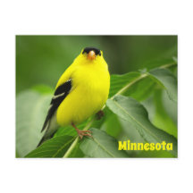 Postcard estadounidense Goldfinch