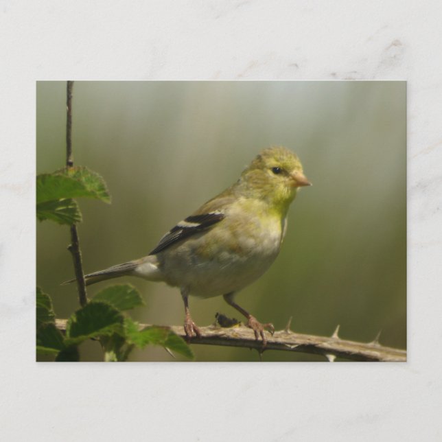 Postal Postcard estadounidense Goldfinch (Anverso)